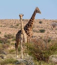 Giraffe Pair Portrait Royalty Free Stock Photo
