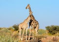 Giraffe Pair Portrait Royalty Free Stock Photo