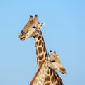 Giraffe Pair Portrait Royalty Free Stock Photo