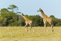 Giraffe pair walking Royalty Free Stock Photo