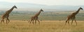 Giraffe panorama Royalty Free Stock Photo