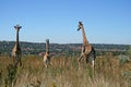 FAMILY OF GIRAFFE WITH ONE PARENT AND BABY FROM THE BACK Royalty Free Stock Photo