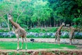 Giraffe in park zoo. Royalty Free Stock Photo