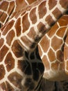 Giraffe pattern Royalty Free Stock Photo