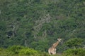 Giraffe peering over the bushes