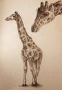 Giraffe pencil drawing with paper texture