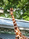 Giraffe photo with green leaves background, cute giraffe shot in a zoo Royalty Free Stock Photo