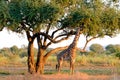 Giraffe photographed in the outback in Zambia Royalty Free Stock Photo