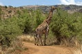 Giraffe in Pilanesberg National Park