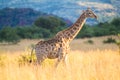 Giraffe, Pilanesburg National Park, nr Johannesburg, South Africa Royalty Free Stock Photo