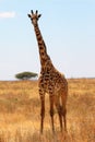 Giraffe in plain savanna
