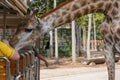 Giraffee in Chiangmai night safari Royalty Free Stock Photo