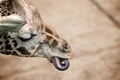 Giraffe playing with its tongue