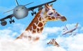 A giraffe pokes her head through the clouds to find blue sky and dangerous airplanes. Royalty Free Stock Photo