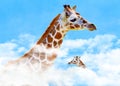 A giraffe pokes her head through the clouds to find blue sky. Royalty Free Stock Photo