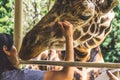 Giraffe poking its head in a safari truck