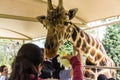 Giraffe poking its head in a safari truck