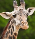 Giraffe portrait