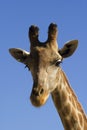 Giraffe portrait