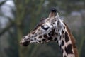 Giraffe portrait Royalty Free Stock Photo