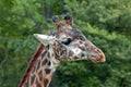 Giraffe portrait Royalty Free Stock Photo