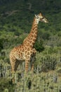 Giraffe Portrait Royalty Free Stock Photo