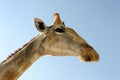 Giraffe portrait Royalty Free Stock Photo