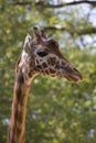 Giraffe portrait Royalty Free Stock Photo