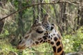 Giraffe portrait in Africa wildlife conservation or in zoo Royalty Free Stock Photo