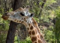 Giraffe portrait in Africa wildlife conservation or in zoo Royalty Free Stock Photo