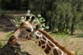 Giraffe portrait in Africa wildlife conservation or in zoo Royalty Free Stock Photo