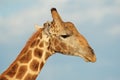 Giraffe portrait against a blue sky Royalty Free Stock Photo