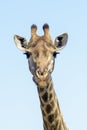 Giraffe portrait against blue sky, low angle Royalty Free Stock Photo
