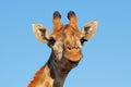 Giraffe portrait against a blue sky Royalty Free Stock Photo