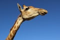 Giraffe portrait against a blue sky Royalty Free Stock Photo