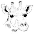 Giraffe. Portrait of a black and white giraffe head. Graphic drawing animals of Africa. Wild animals.