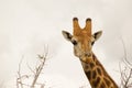 Giraffe portrait