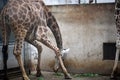 Giraffe Portrait