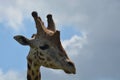 Giraffe sky portrait Royalty Free Stock Photo