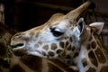 Giraffe Portrait, Eating Royalty Free Stock Photo