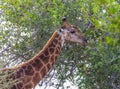 Giraffe portrait