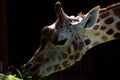 Giraffe portrait Royalty Free Stock Photo