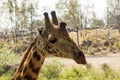 Giraffe portrait in Haller park, Mombasa, Kenya