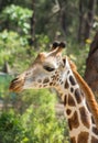 Giraffe portrait in Haller park, Mombasa, Kenya Royalty Free Stock Photo