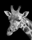 Giraffe Portrait