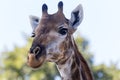 Giraffe portrait in Kruger NP