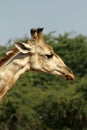 Giraffe Portrait