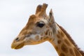 Giraffe Portrait Neck And Head With White Background
