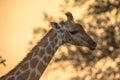 Giraffe portrait in orange afternoon light