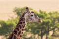 Giraffe portrait with a oxpecker sitting on his head